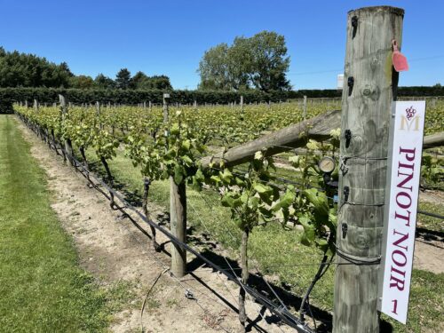 Melton Estate Wine Trail